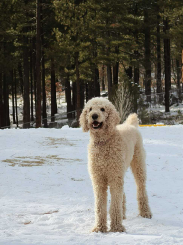 Amber in the snow