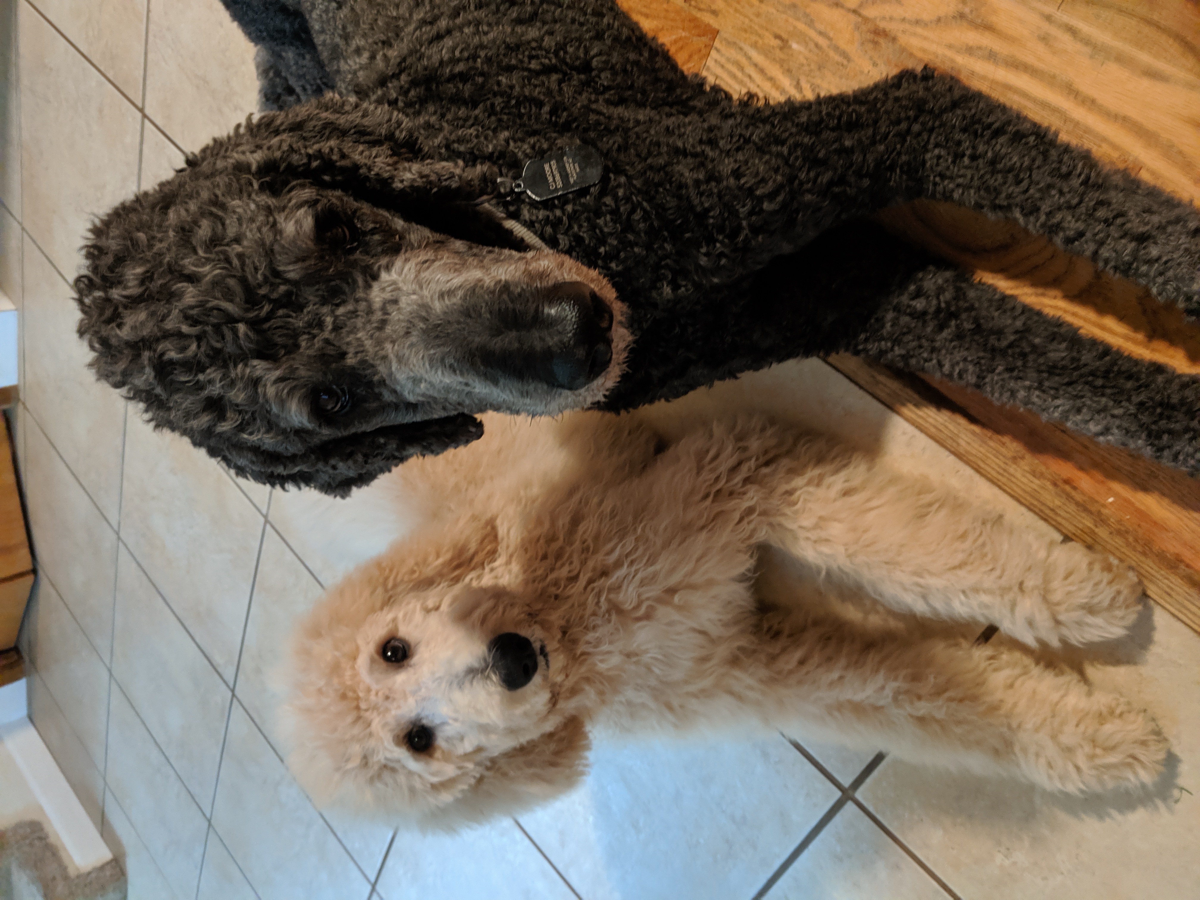 Onyx and Amber Pic