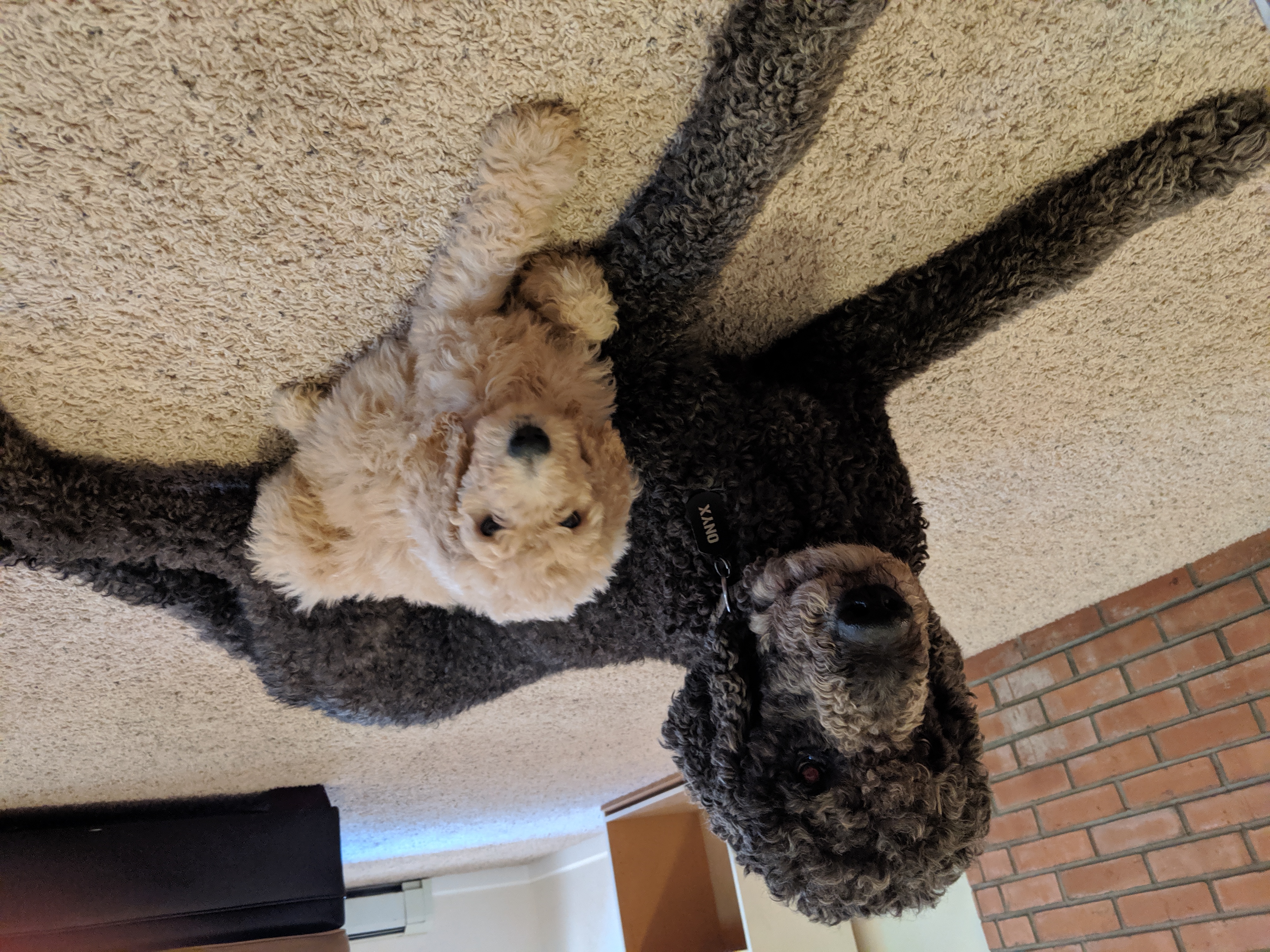 Amber and Onyx Pic