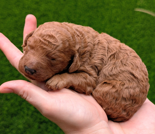 Chunky Monkey