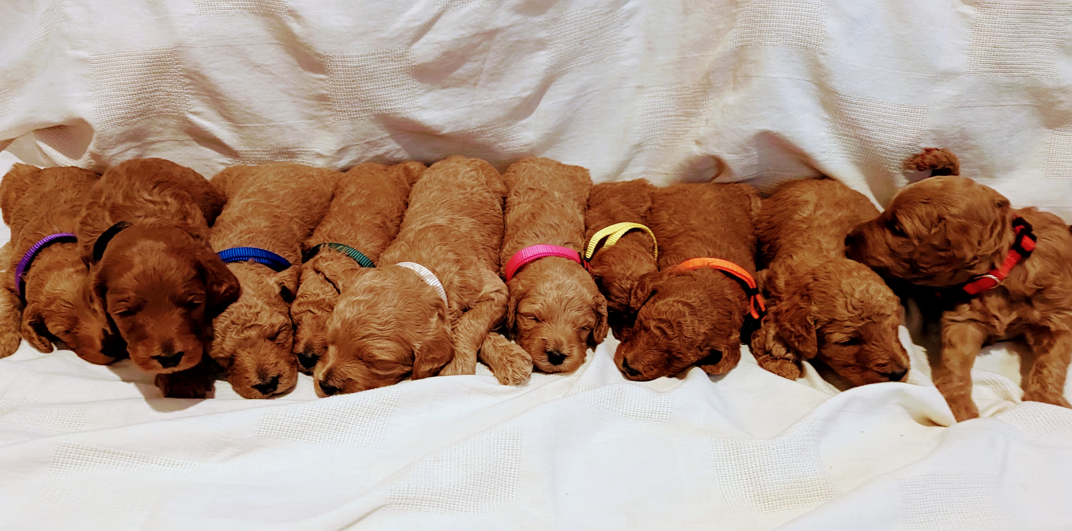 A line of puppies