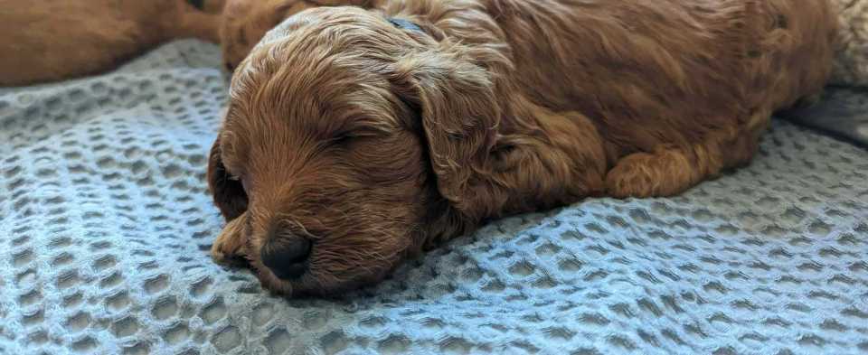 Puppy