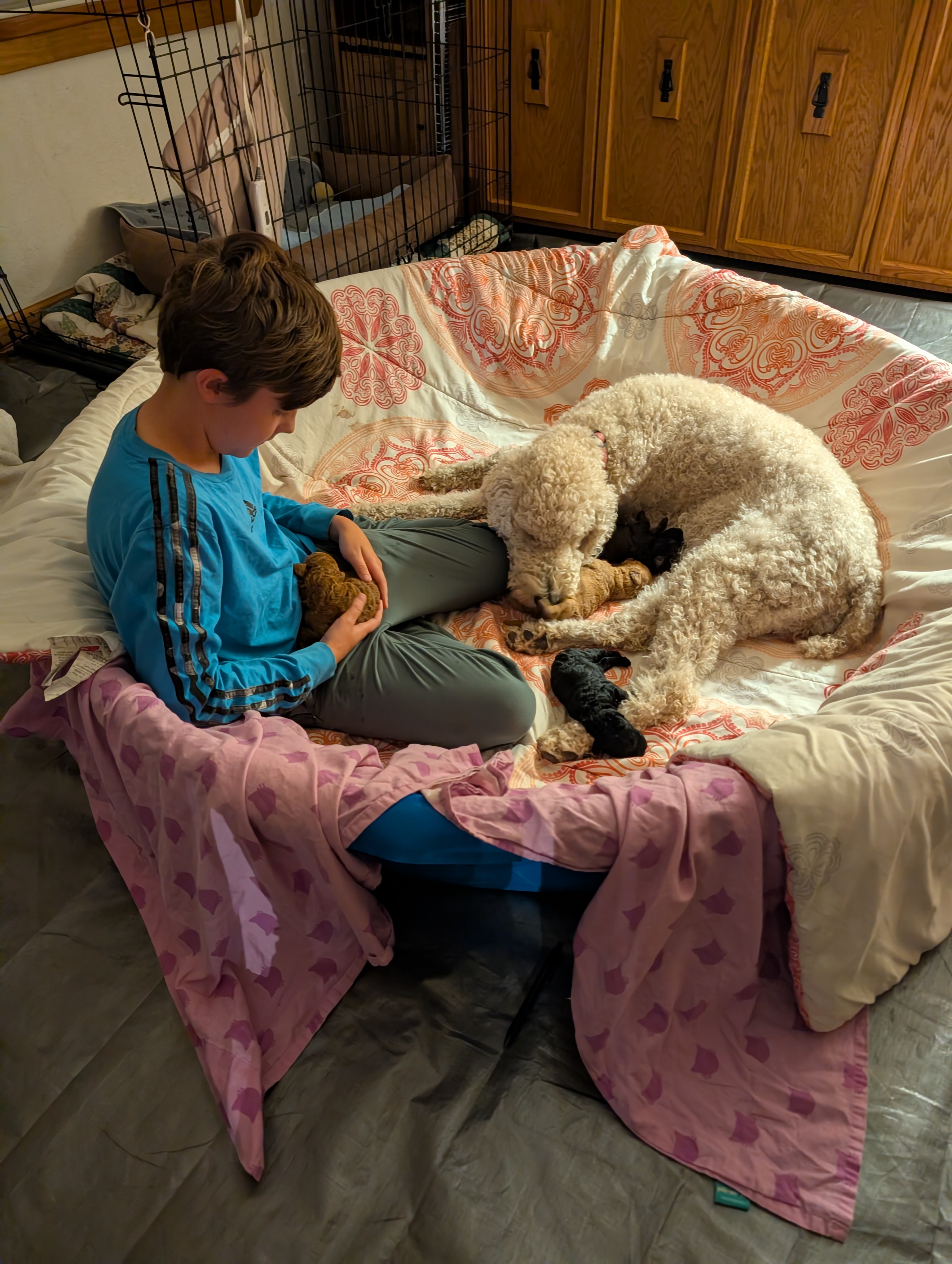 Boy in whelping box