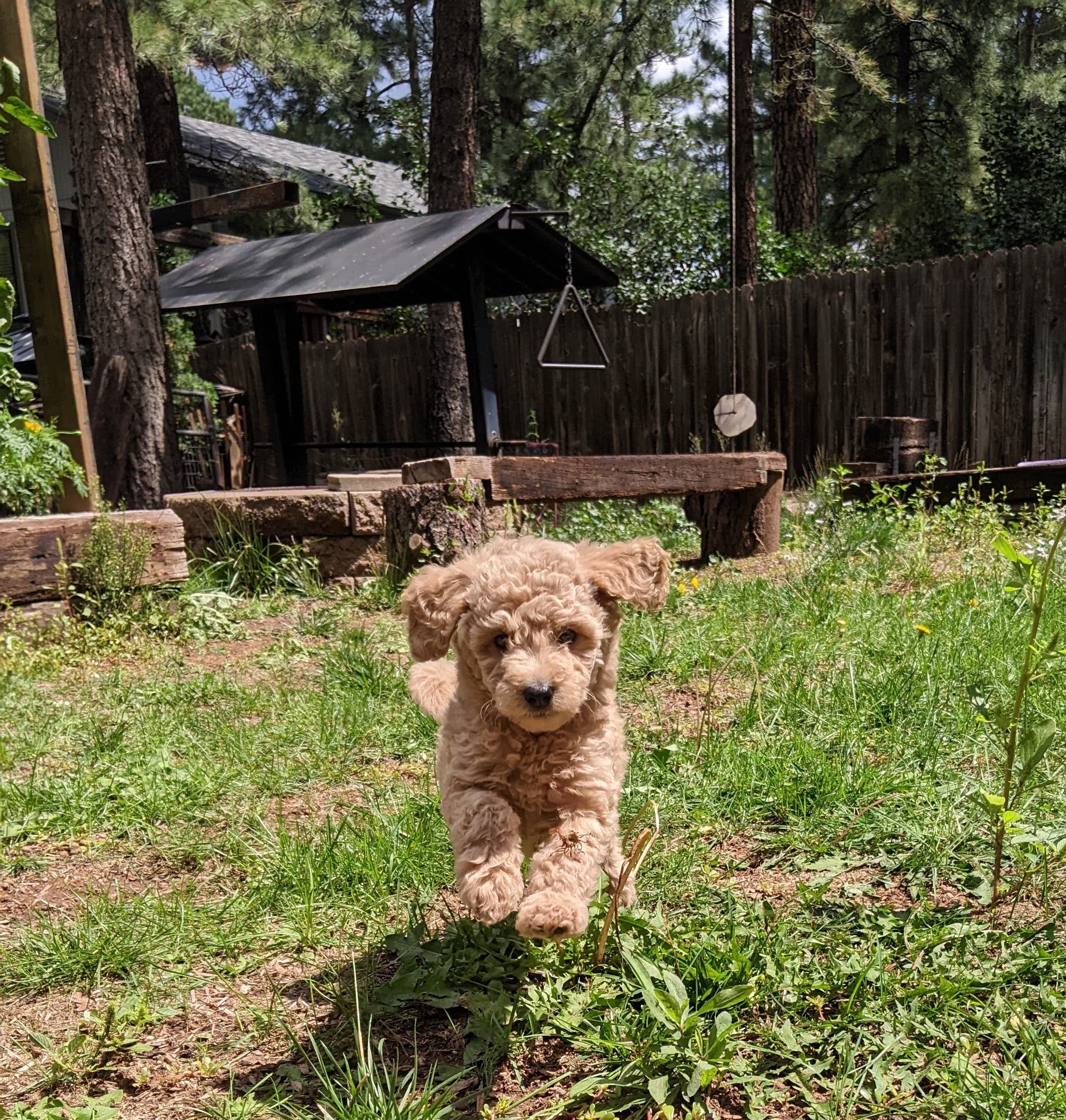 Puppy jumping