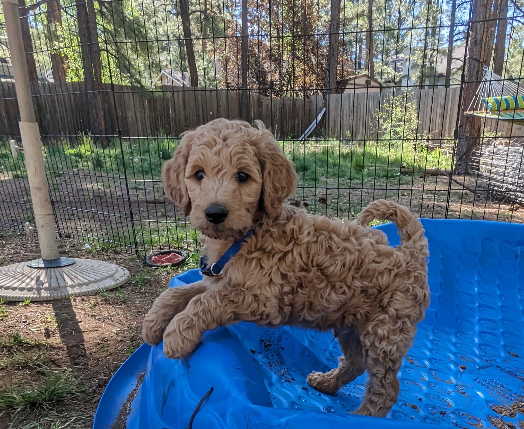 Amber's Puppy Picture