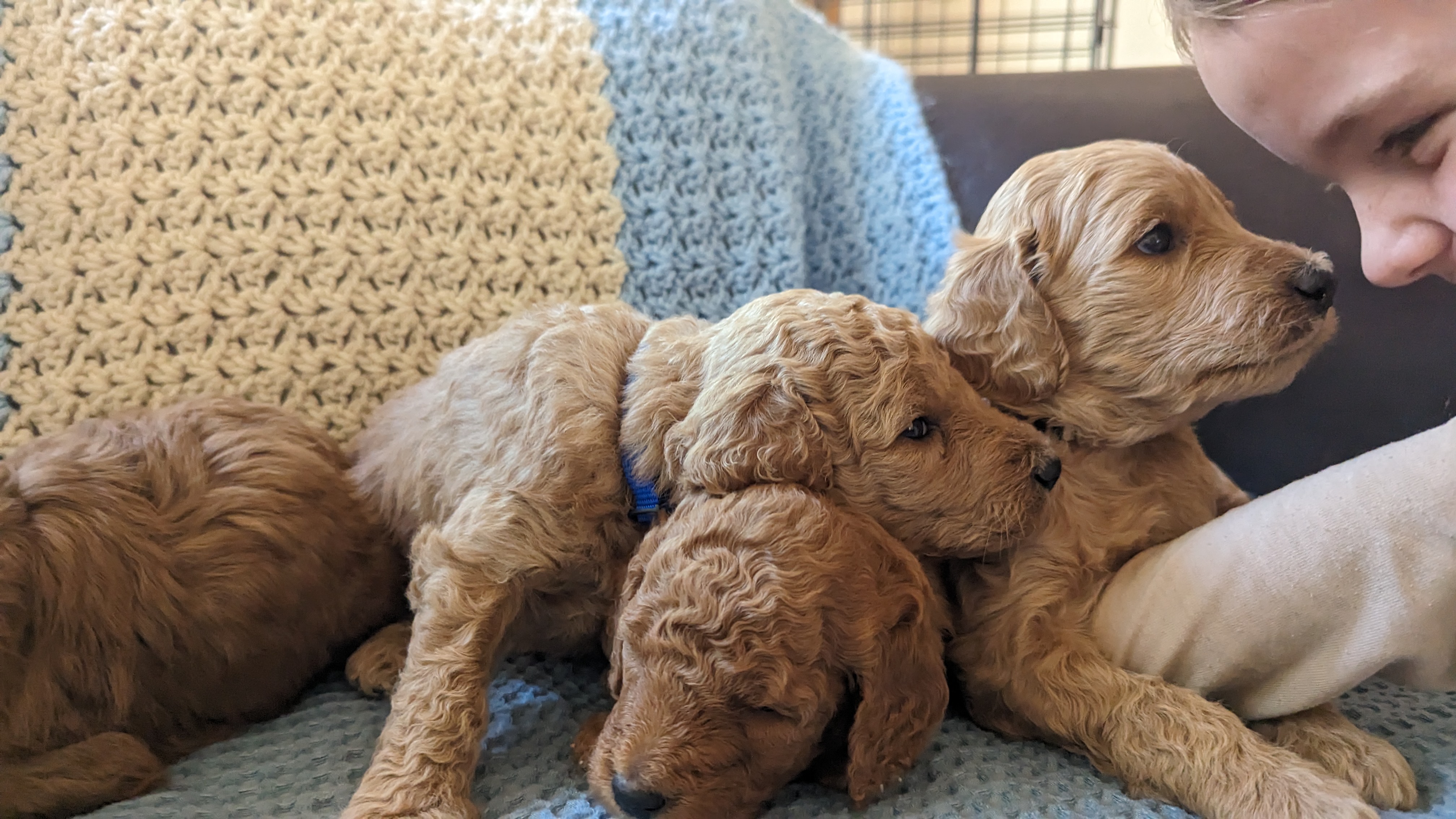 Puppies