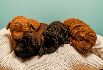 Puppies
