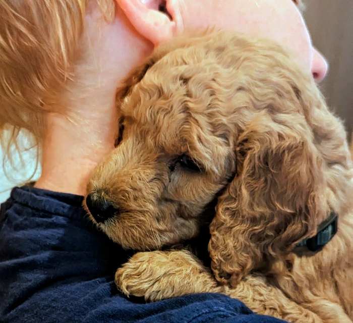 Boy hugging puppy picture