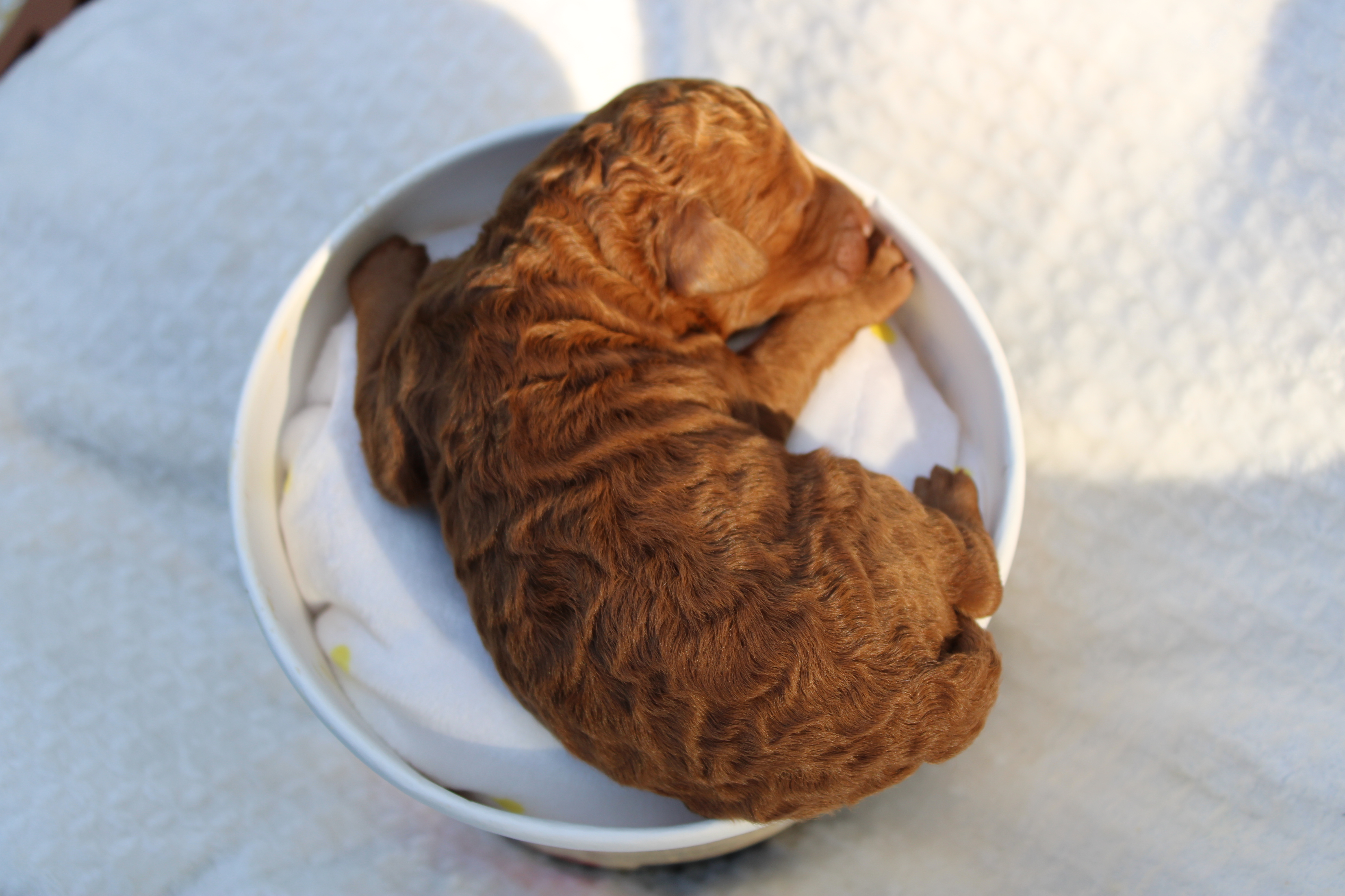 Puppy in ice crean tub
