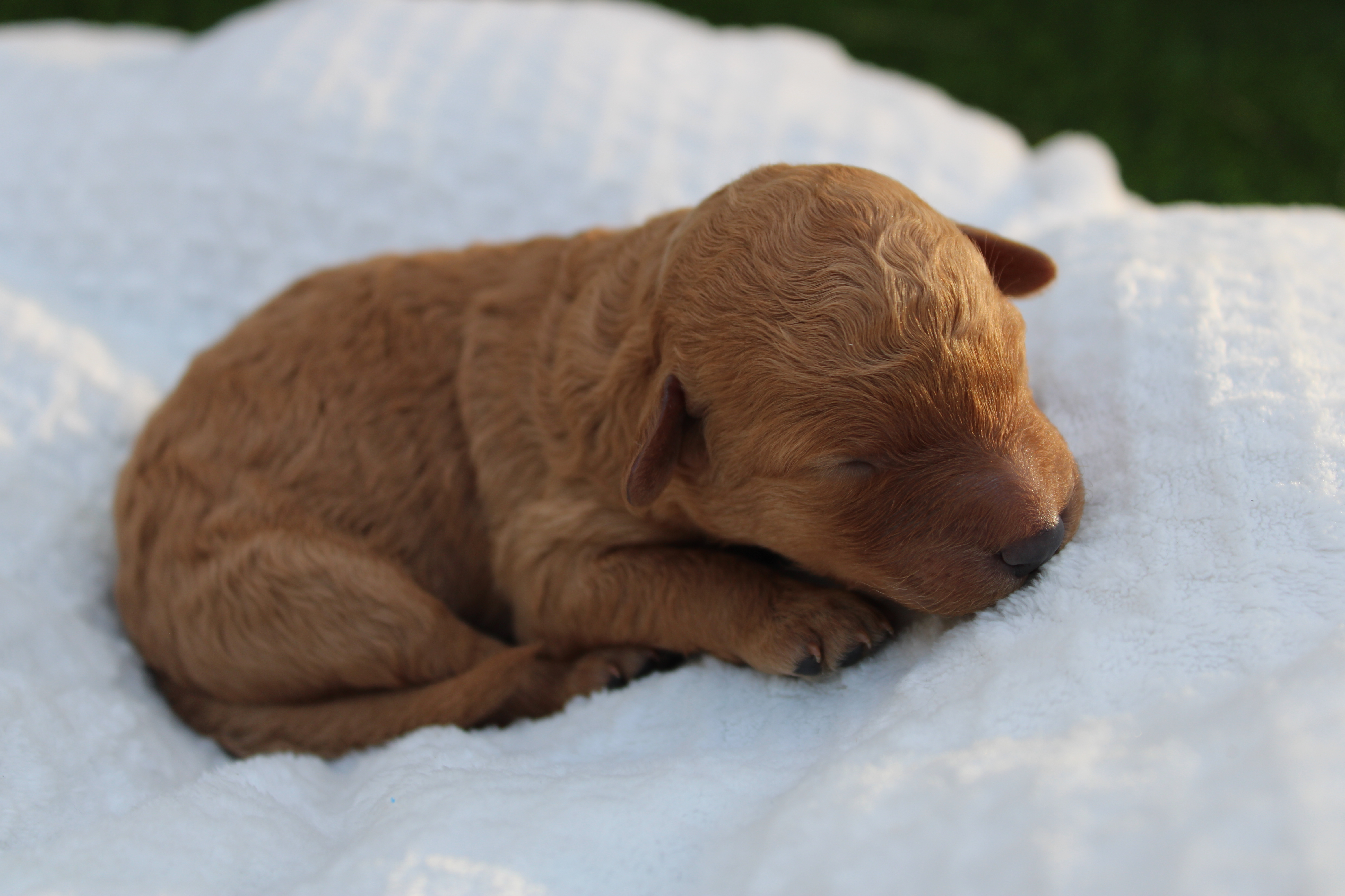Tiny Puppy