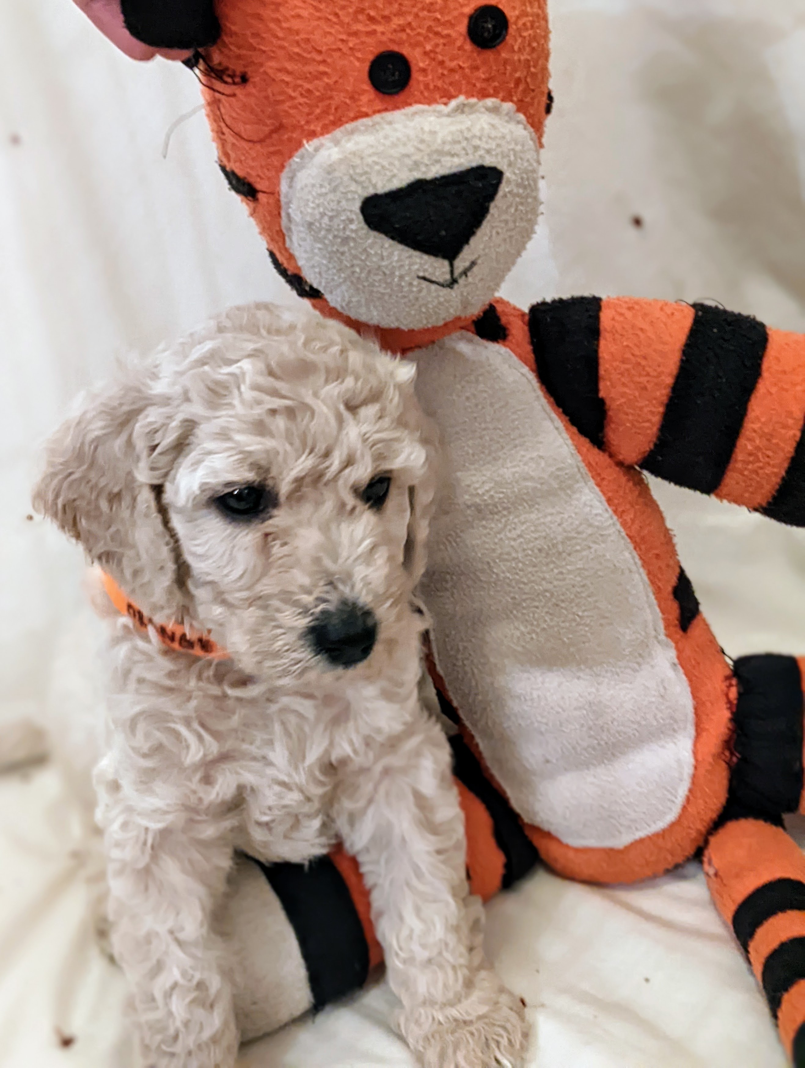 Puppy and tigger