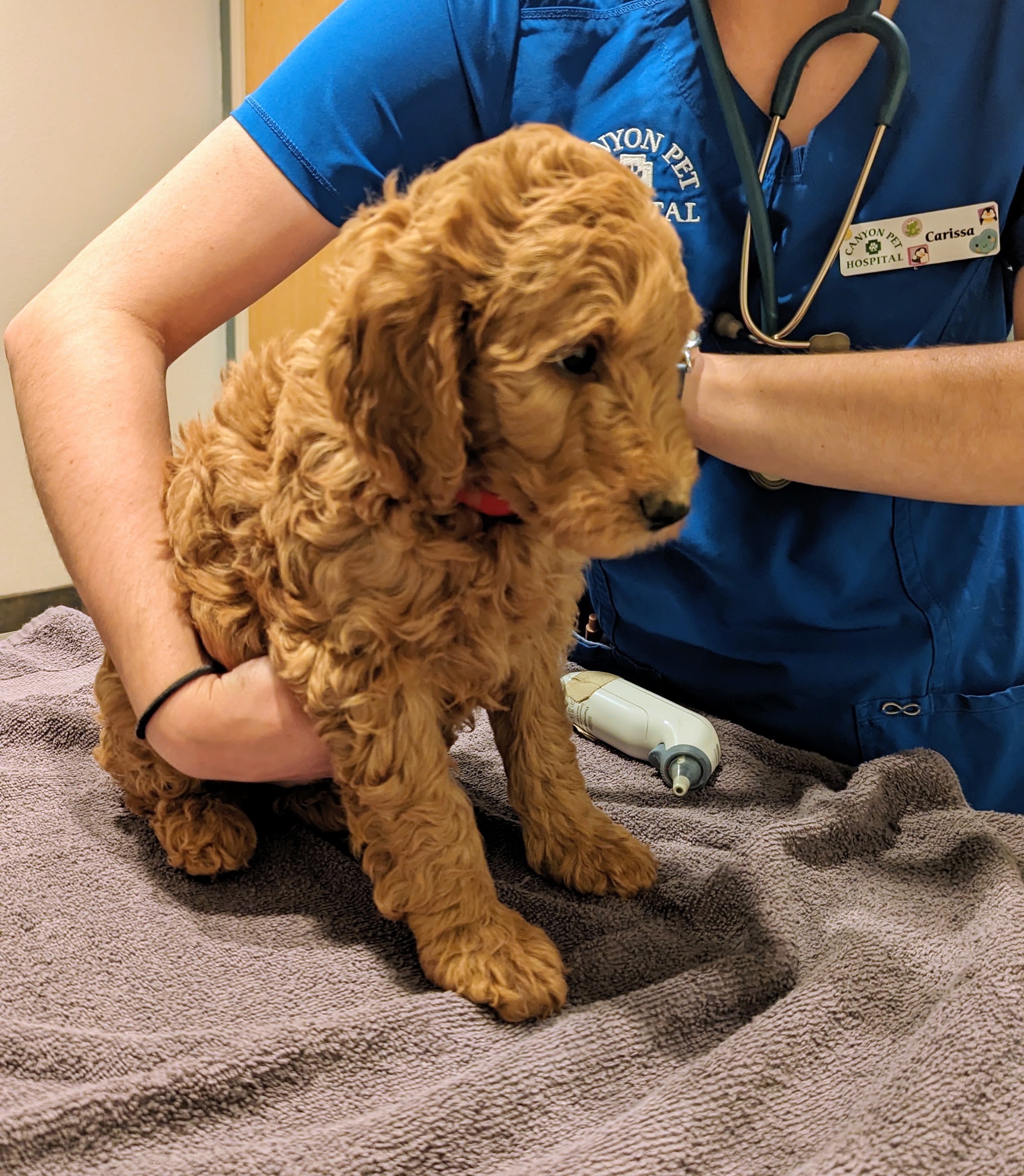 Puppy at vet checkup