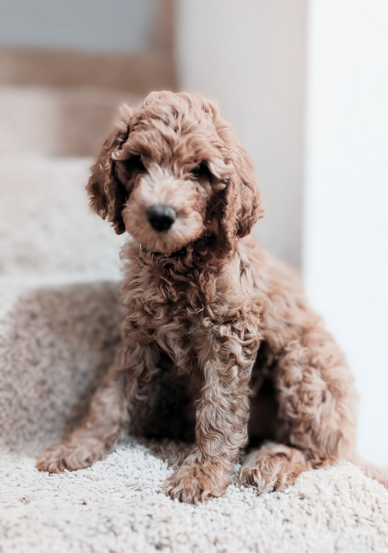 Cute puppy picture