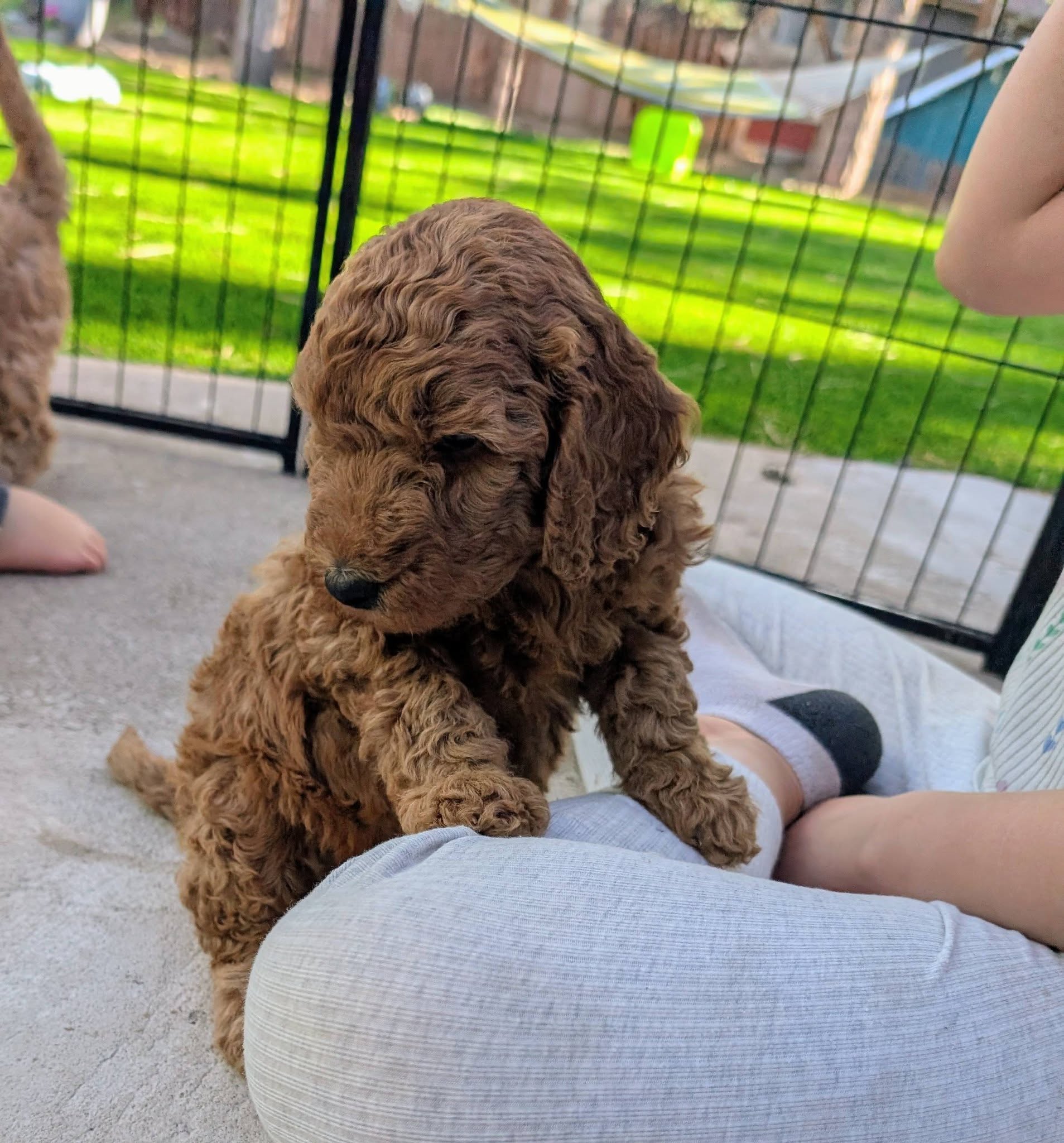 Little puppy