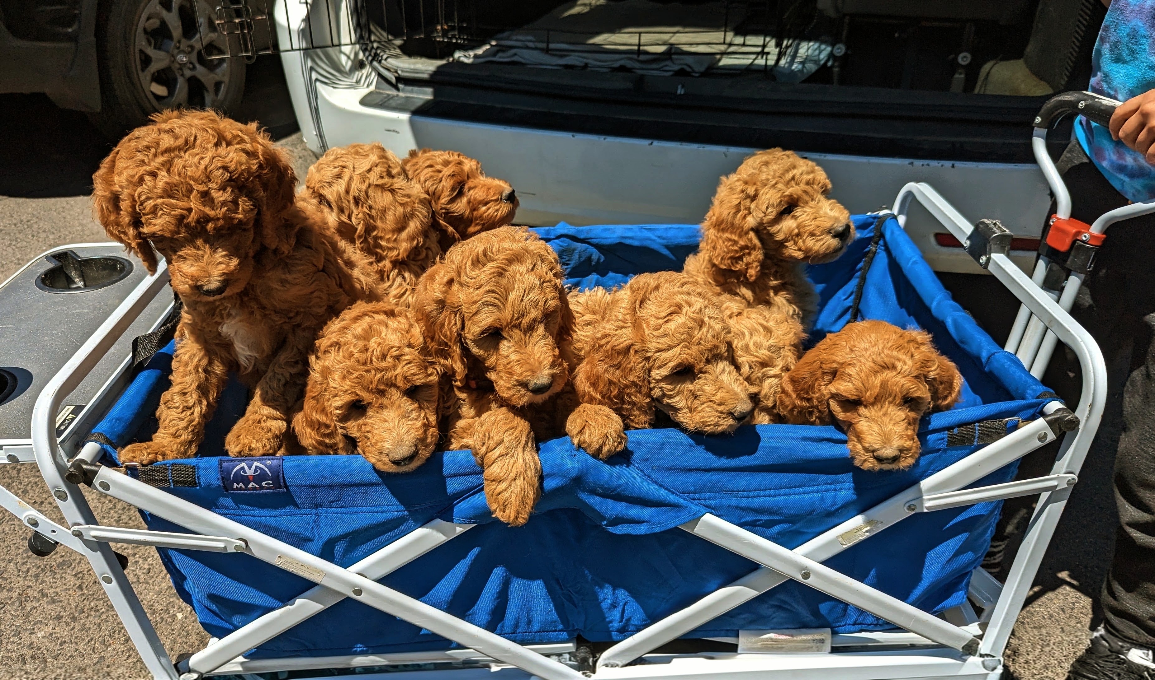 A wagon full of puppies