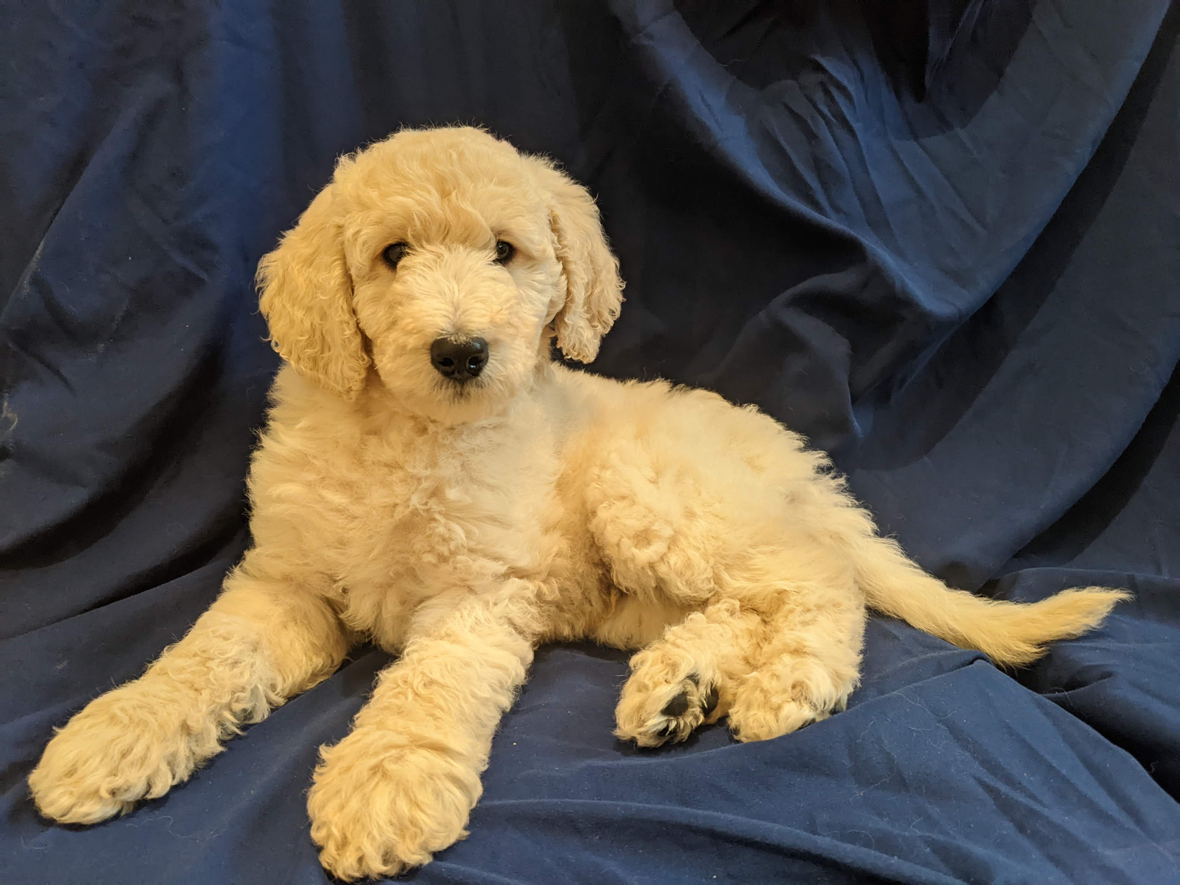 White dog on blue sheet